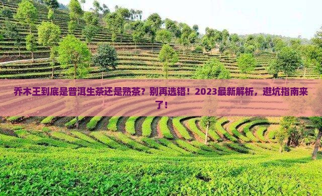 乔木王是属于普洱茶生茶还是熟茶