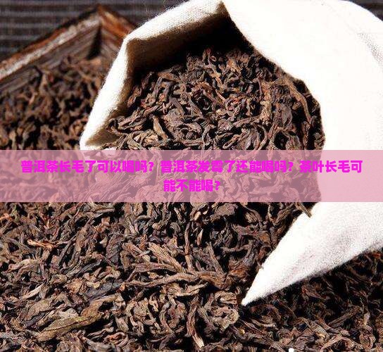 普洱茶长毛了可以喝吗