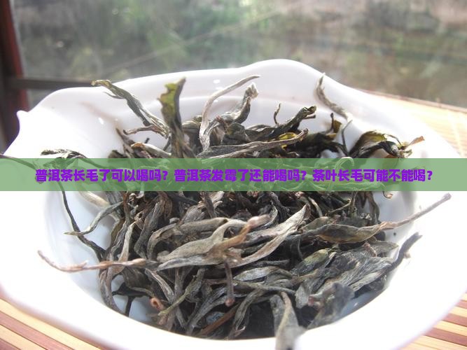 普洱茶长毛了可以喝吗