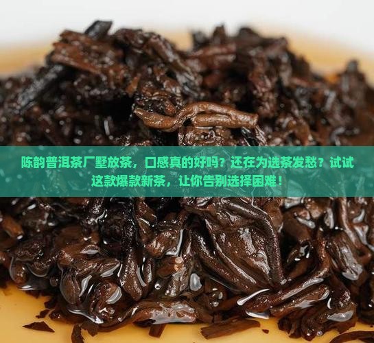 陈韵普洱茶厂墅放茶