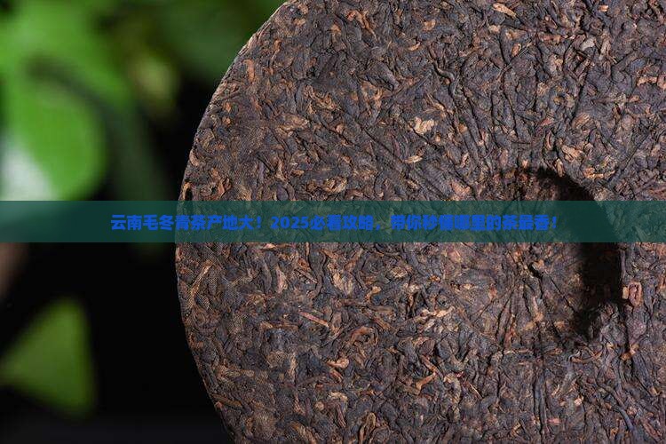 毛冬青茶产地云南哪里
