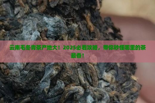 毛冬青茶产地云南哪里