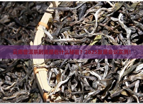 云南普洱茶发展会议内容