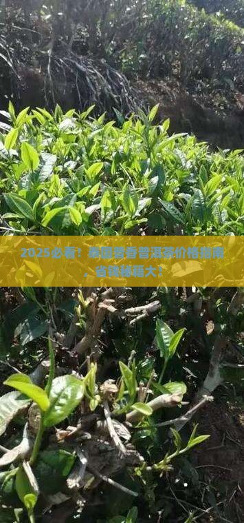 泰国普香普洱茶价格表