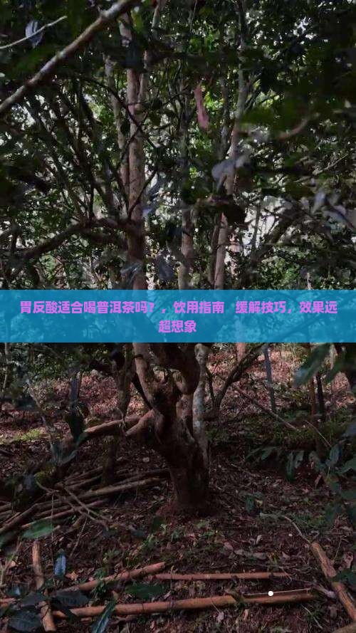 胃反酸适合喝普洱茶吗