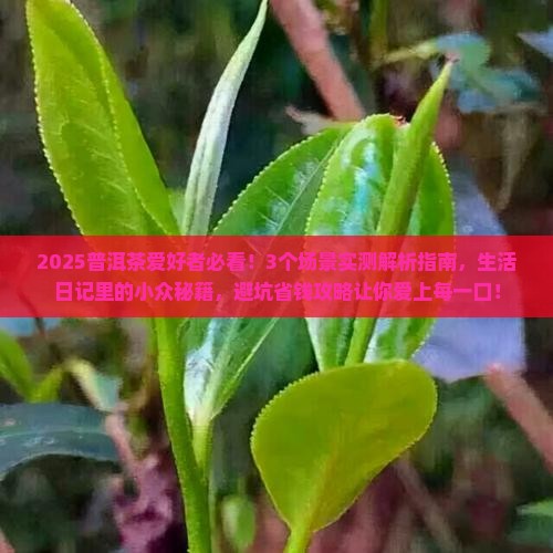 生活日记普洱茶