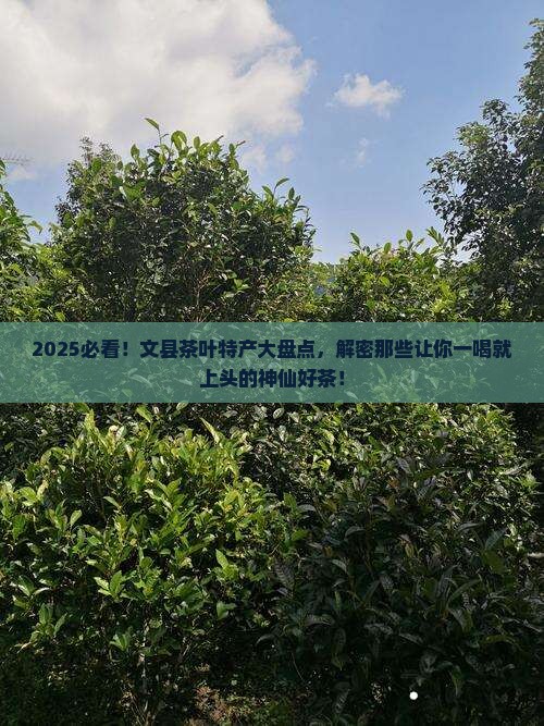 文县茶叶特产有哪些