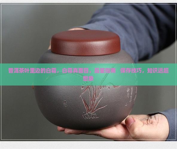 普洱茶叶里边的白霜