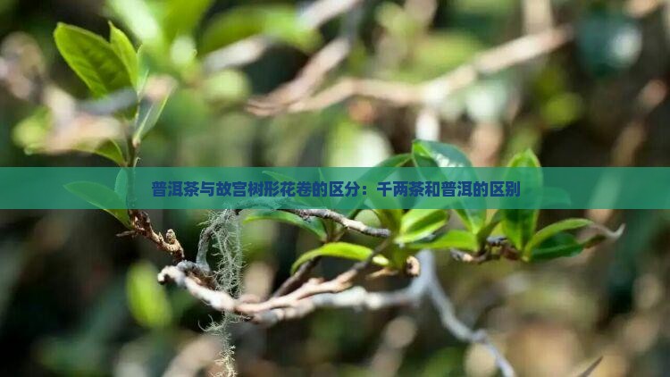 千两茶和普洱茶