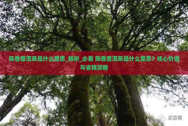 陈香普洱茶是什么意思