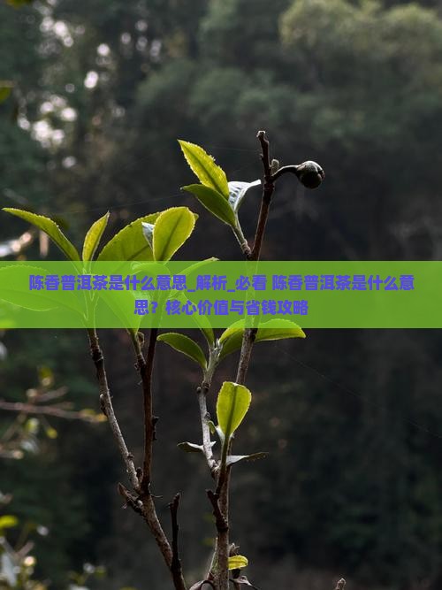 陈香普洱茶是什么意思