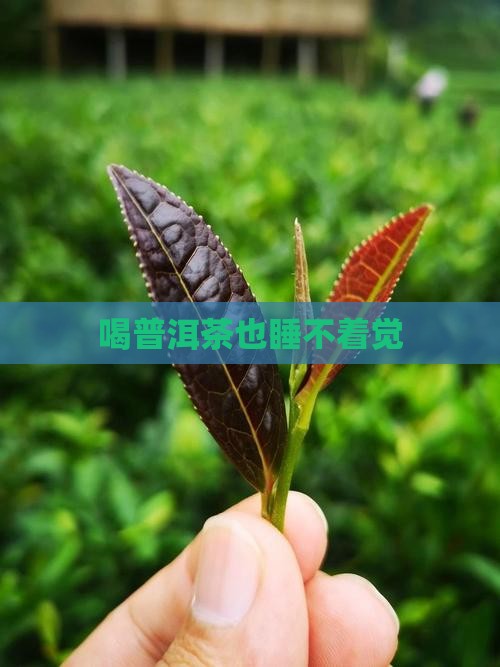 喝普洱茶也睡不着觉