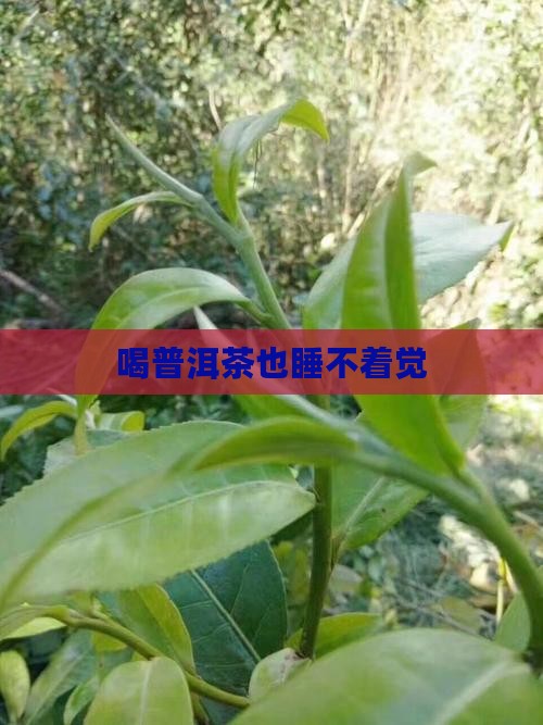 喝普洱茶也睡不着觉