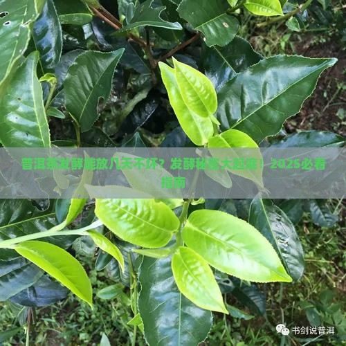 普洱茶发酵可以放几天不坏
