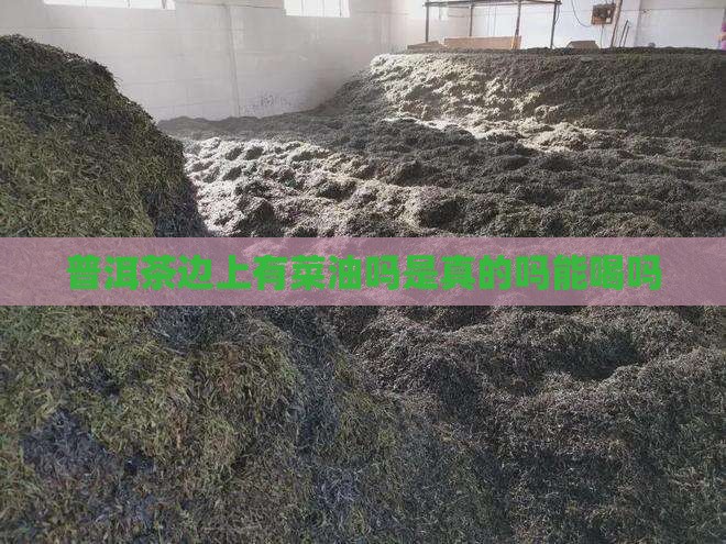 普洱茶边上有菜油吗
