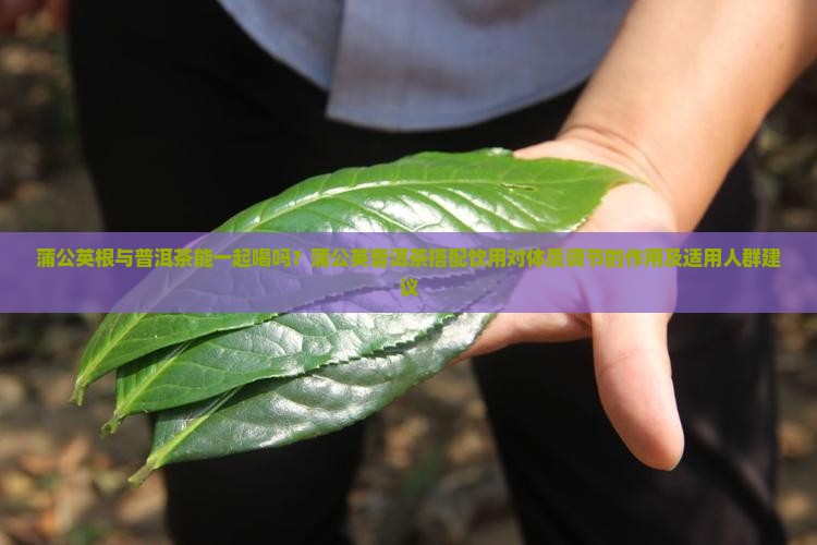 蒲公英根与普洱茶能一起喝吗