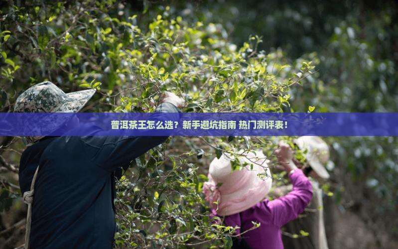 普洱茶王品牌推荐测评表