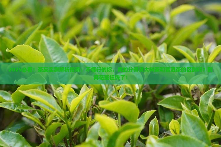大树茶和普洱茶有什么区别