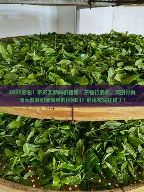 大树茶和普洱茶有什么区别