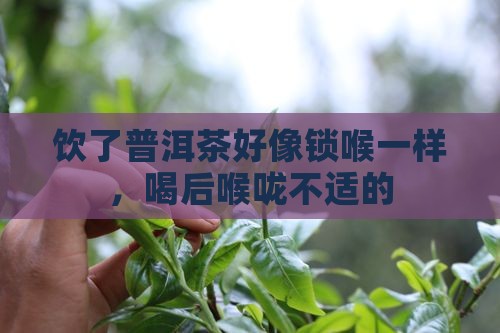 饮了普洱茶好像锁喉一样