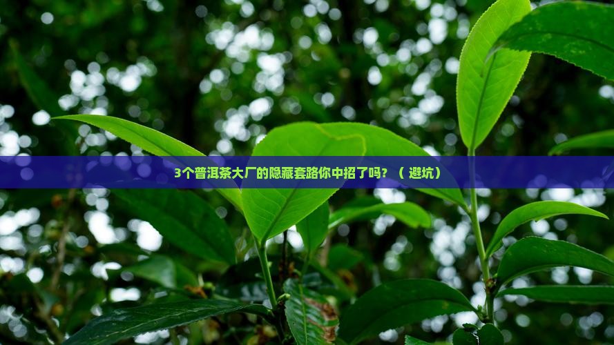 普洱茶知名企业的经营状况