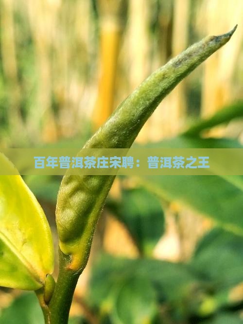 普洱茶之王宋聘