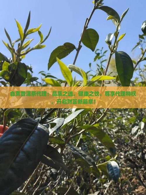 自贡普洱茶代理