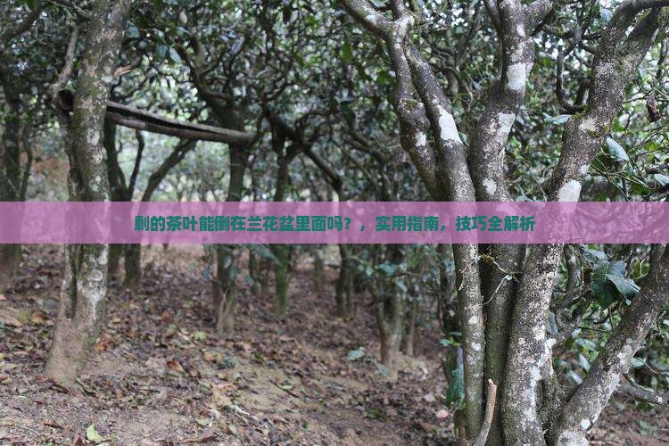 剩的茶叶能倒在兰花盆里面吗