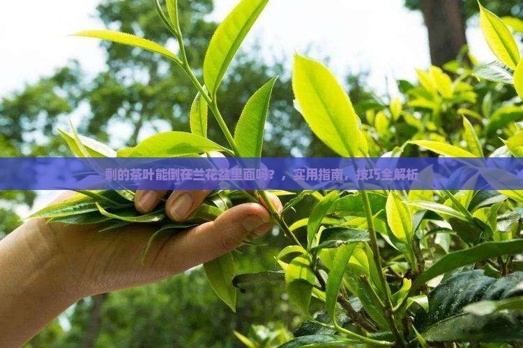 剩的茶叶能倒在兰花盆里面吗