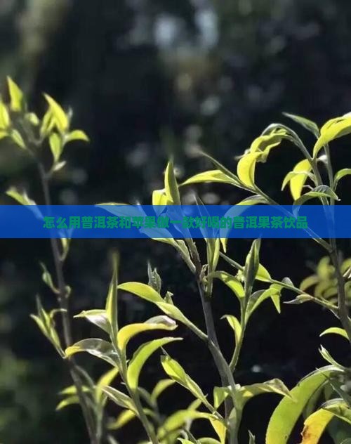用普洱茶怎么做果茶好喝