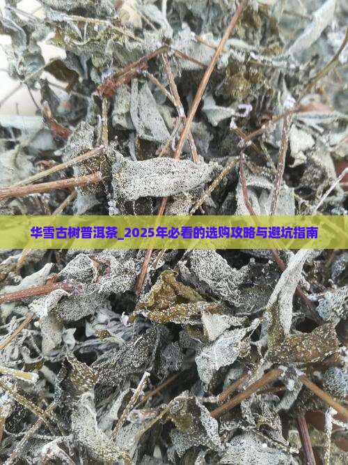 华雪古树普洱茶