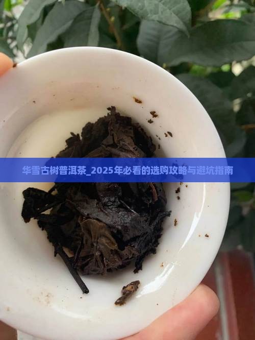 华雪古树普洱茶