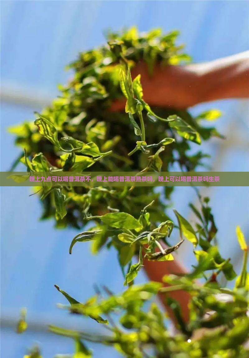 晚上九点可以喝普洱茶不
