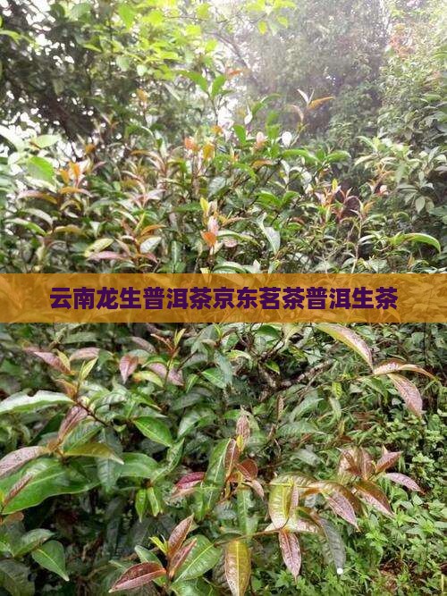 云南龙生普洱茶生茶