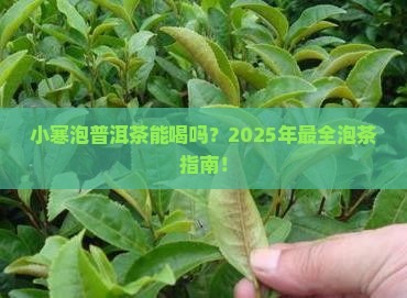 小寒泡普洱茶可以喝吗百度百科