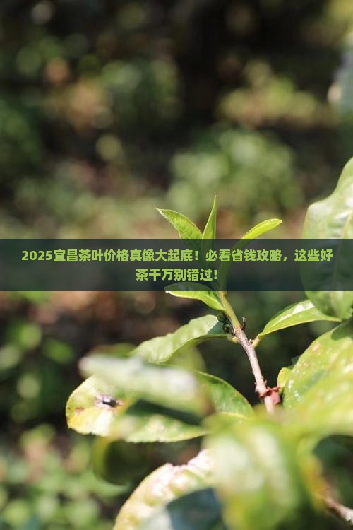 中国茶叶价格表宜昌有什么茶叶