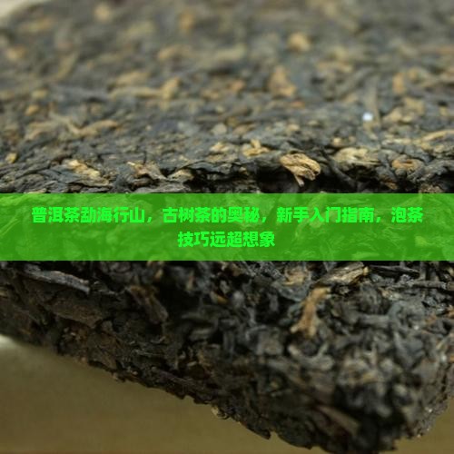普洱茶勐海行山