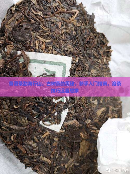 普洱茶勐海行山