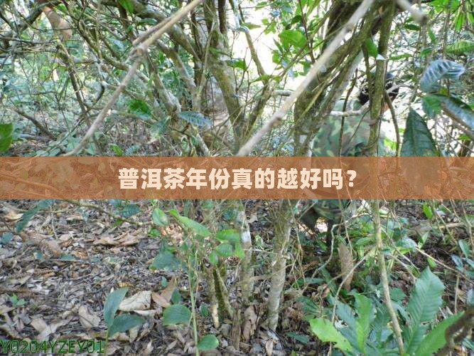 普洱茶是年份越陈越好吗
