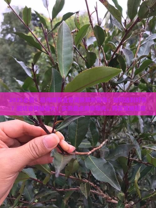 福伟峰茶业出品的普洱茶