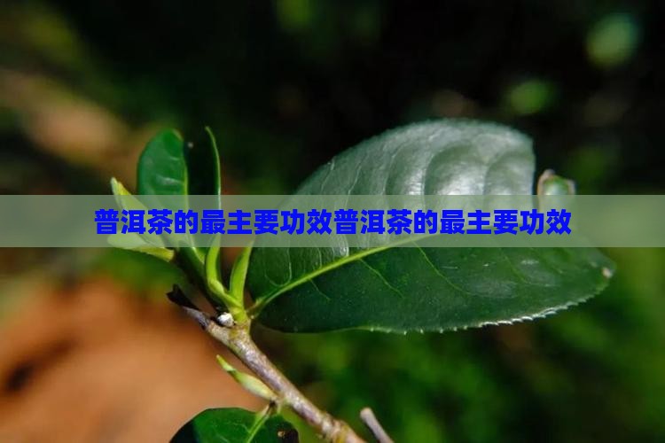 普洱茶的最主要功效