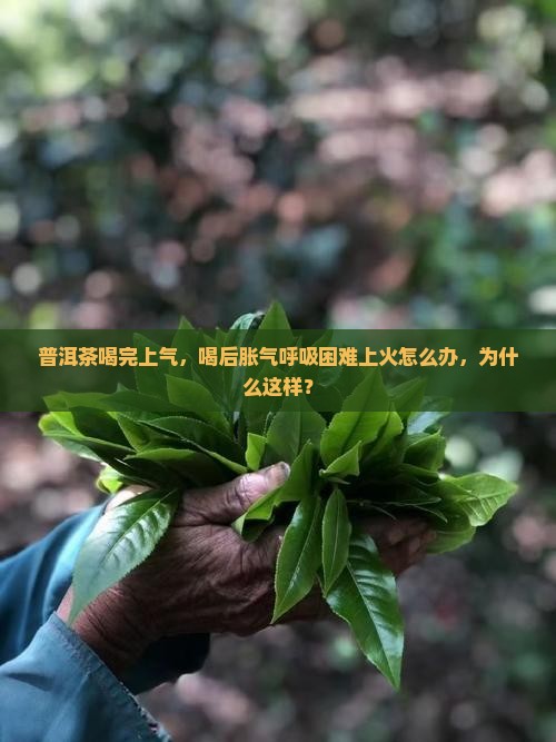 普洱茶喝完上气