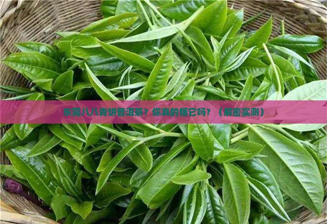 东莞八八青饼普洱茶