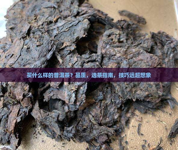 买什么样的普洱茶