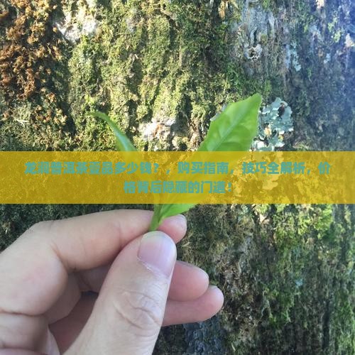 龙润普洱茶壹品多少钱