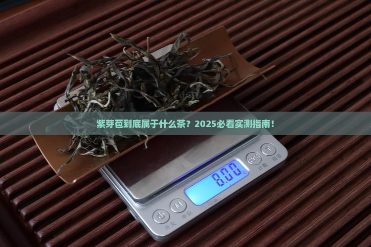 紫芽苞是属于什么茶