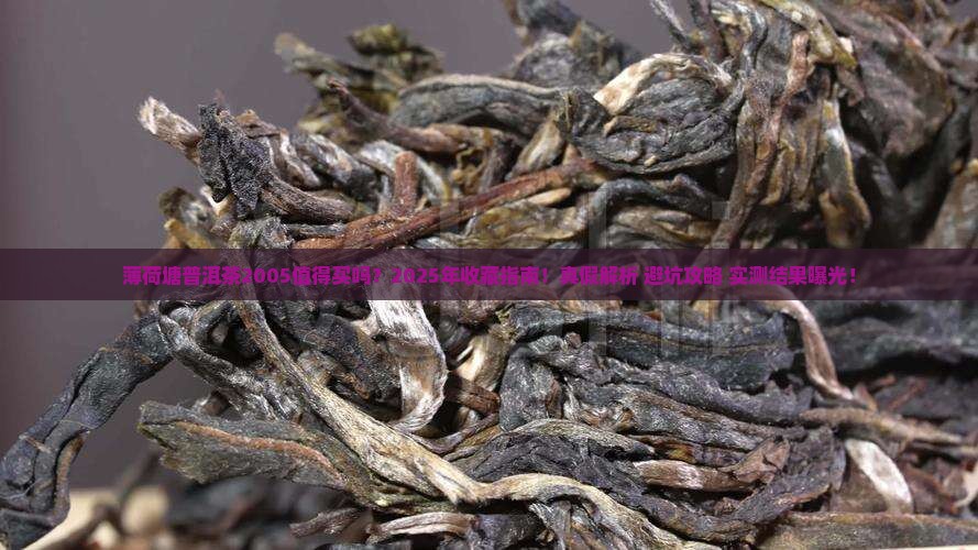 薄荷塘普洱茶2005