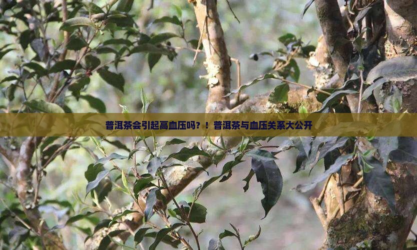 普洱茶会引起高血压吗