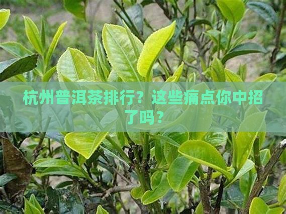杭州普洱茶品牌排行