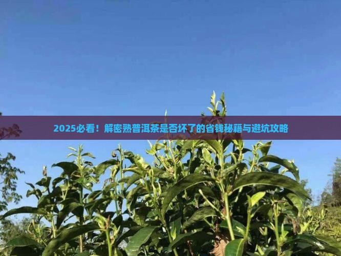 区分熟普洱茶是否坏了